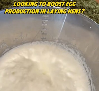 מחפשים להגדיל את ייצור הביצים בתרנגולות?